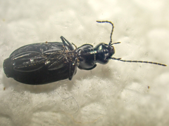 Sericoda bembidioides