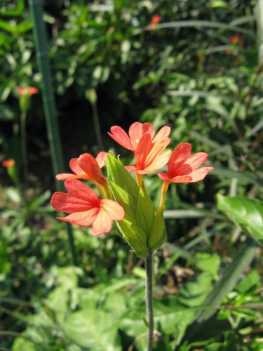 Crossandra nilotica
