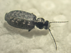 Sericoda bembidioides