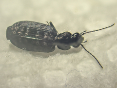 Sericoda bembidioides