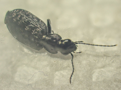 Sericoda bembidioides