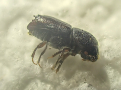 Ips