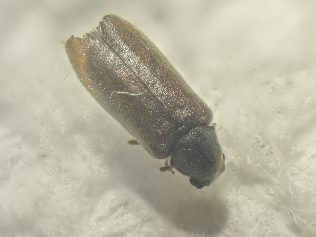 Episernus trapezoideus