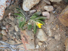 Glottiphyllum