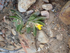 Glottiphyllum
