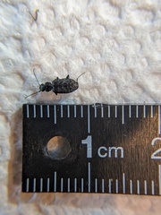 Sericoda bembidioides