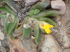 Glottiphyllum