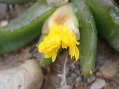 Glottiphyllum