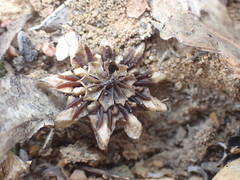 Glottiphyllum