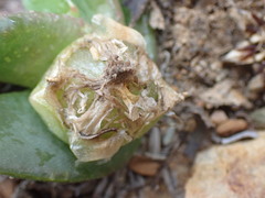 Glottiphyllum