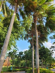 Saribus rotundifolius