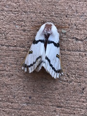 Hemileuca neumoegeni