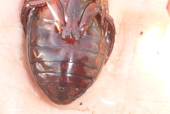 Dytiscus hybridus
