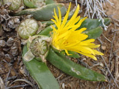 Glottiphyllum