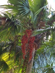 Saribus rotundifolius