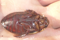 Dytiscus hybridus