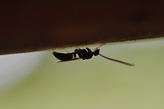 Ectomomyrmex javanus