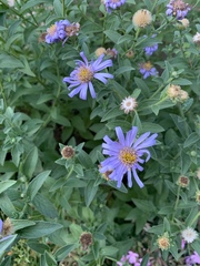 Asteraceae