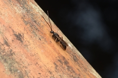 Ectomomyrmex javanus