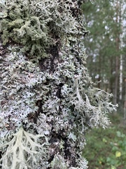 Ramalina fraxinea