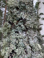 Ramalina fraxinea