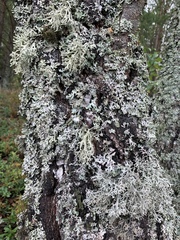 Ramalina fraxinea