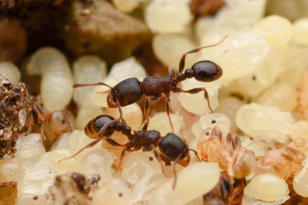 Japanese Pavement Ant