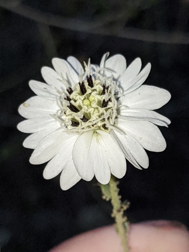 Image of Blepharizonia laxa by no rights reserved