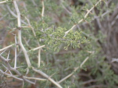 Asparagus burchellii
