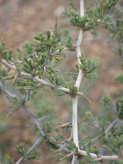 Asparagus burchellii