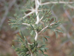 Asparagus burchellii