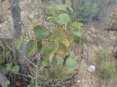 Dombeya rotundifolia