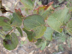 Dombeya rotundifolia