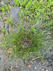 Eleocharis geniculata