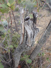 Dombeya rotundifolia