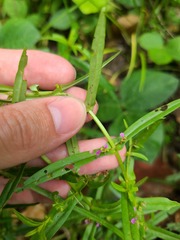 Ammannia auriculata