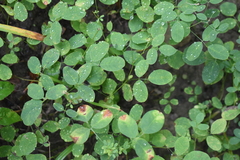 Lespedeza frutescens