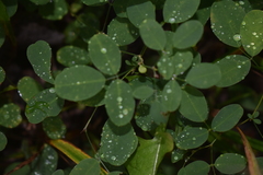 Lespedeza frutescens