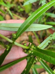Ammannia auriculata