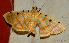 Dichocrocis