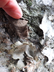 Umbilicaria hirsuta