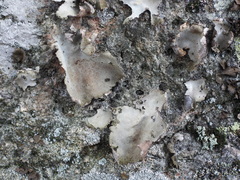 Umbilicaria hirsuta