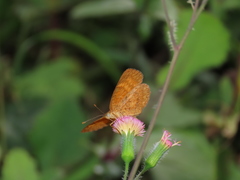 Mazia amazonica