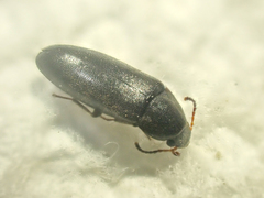 Scotochroa