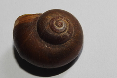 Aperostoma