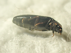 Scotochroa