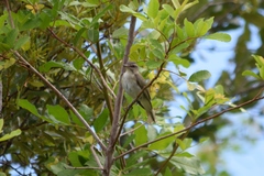 Vireo altiloquus