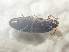 Scotochroa
