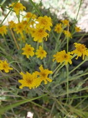Eriophyllum lanatum integrifolium