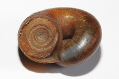 Aperostoma